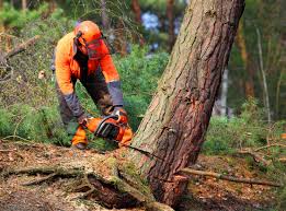 Best Storm Damage Tree Cleanup  in Morris, MN