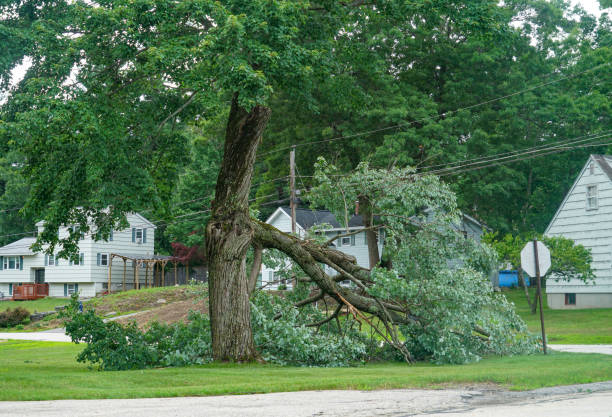 Best Commercial Tree Services  in Morris, MN