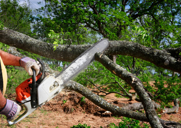 Best Root Management and Removal  in Morris, MN